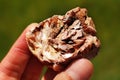 Siderite rock from Spain held in a hand